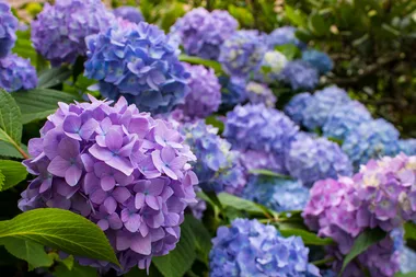 What you should be planting in your garden in January