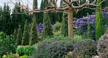 How to grow rosemary