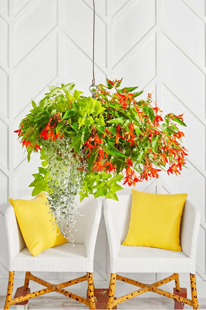 Hanging basket with begonias and dichondra