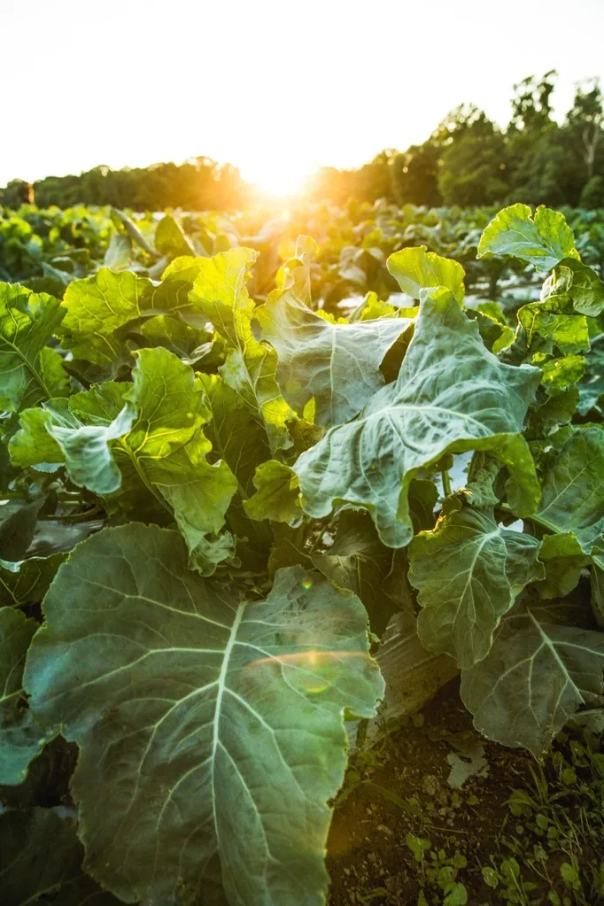 brocolli field