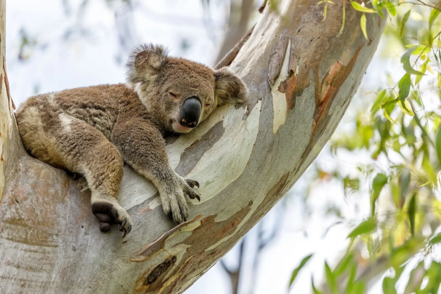 koala in tree