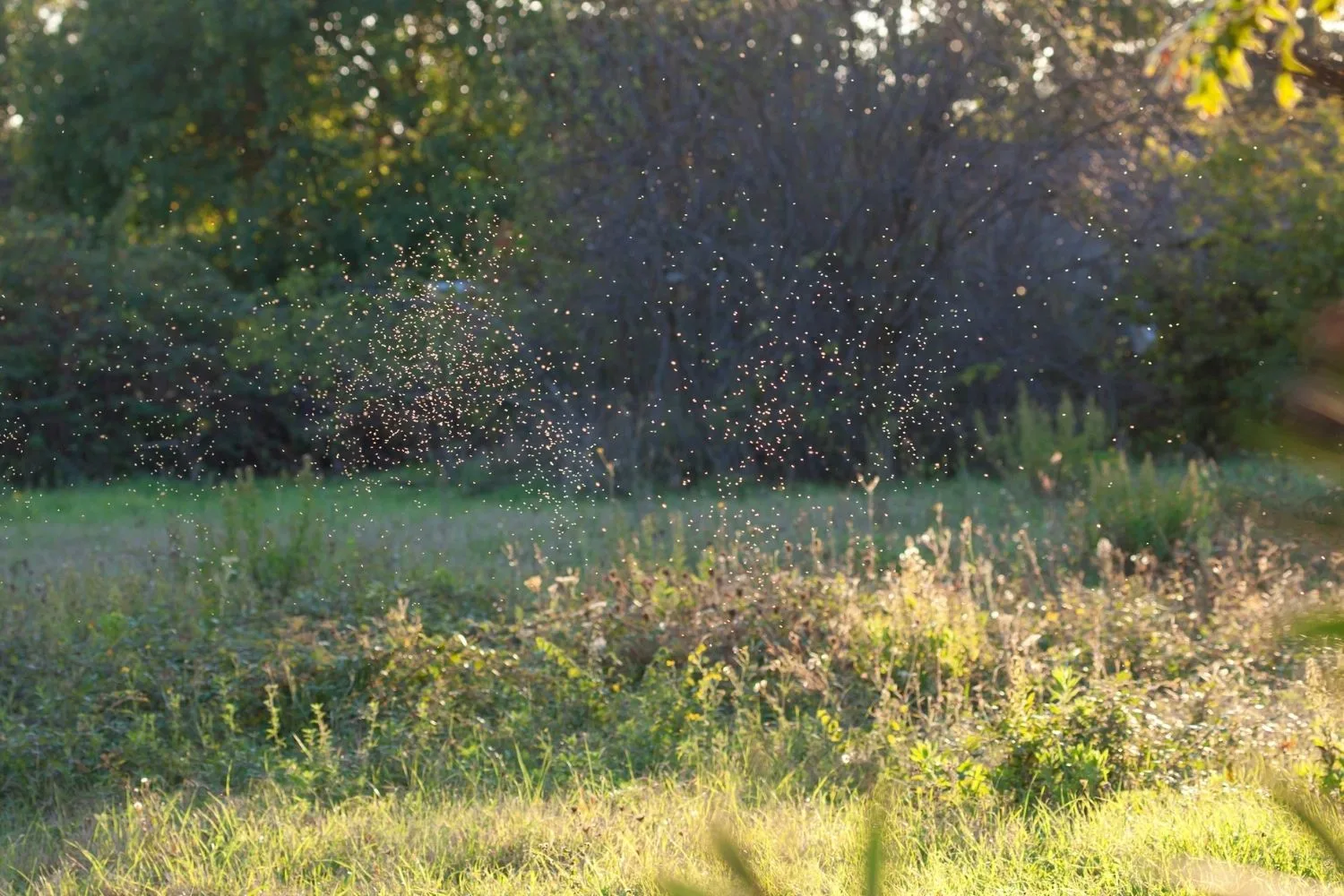mozzies in field