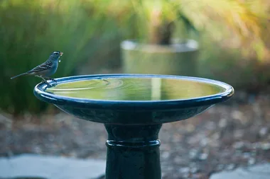 How to leave out water for wildlife without attracting mozzies