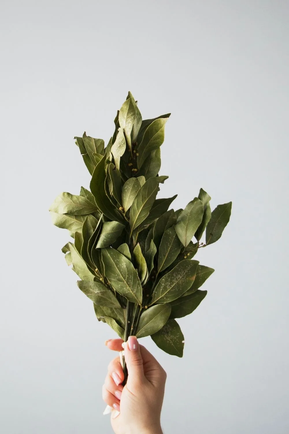 Hand holding bunch of dried bay leaves