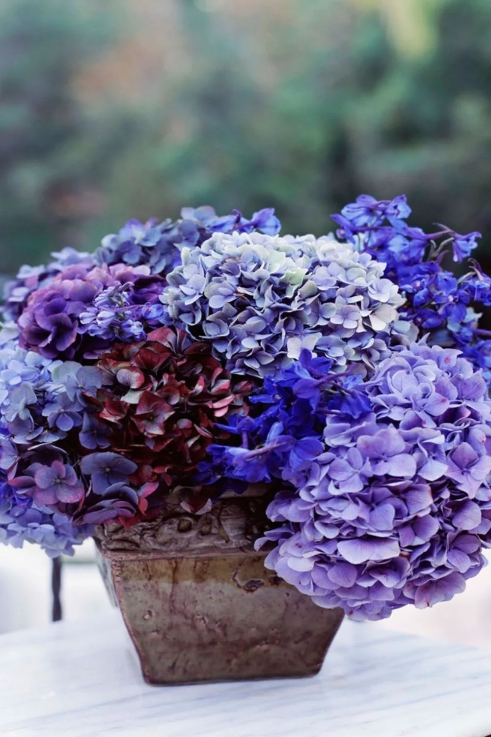 purple hydrangeas