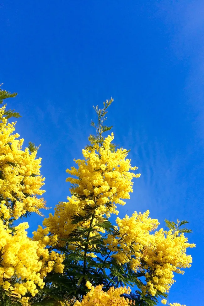 Wattle