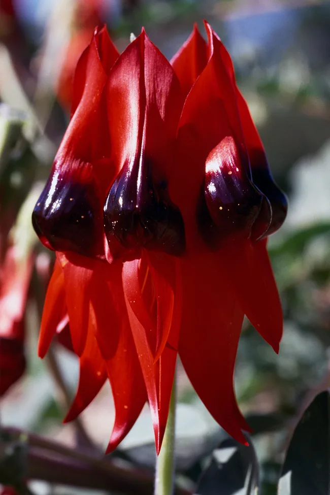 Sturt's desert pea