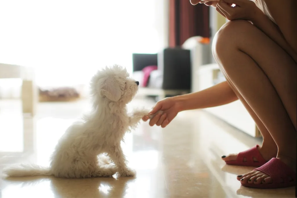 little white dog shaking hands