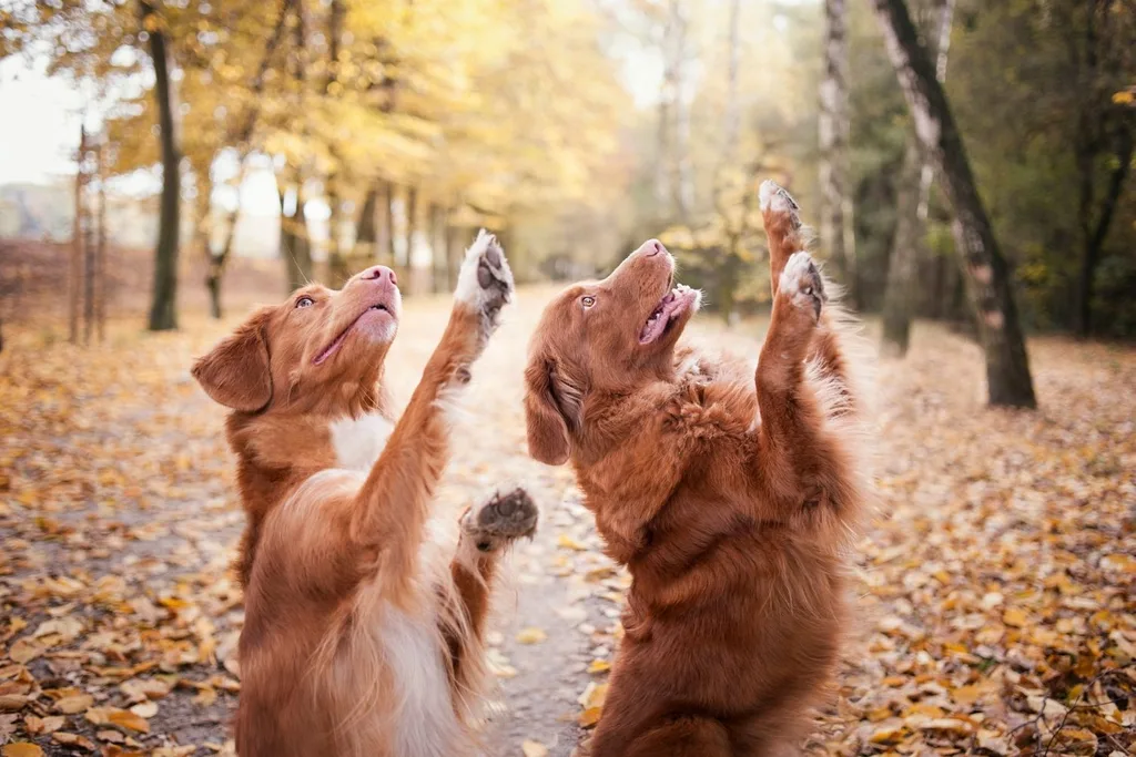 two dogs doing same move with paws up to the right