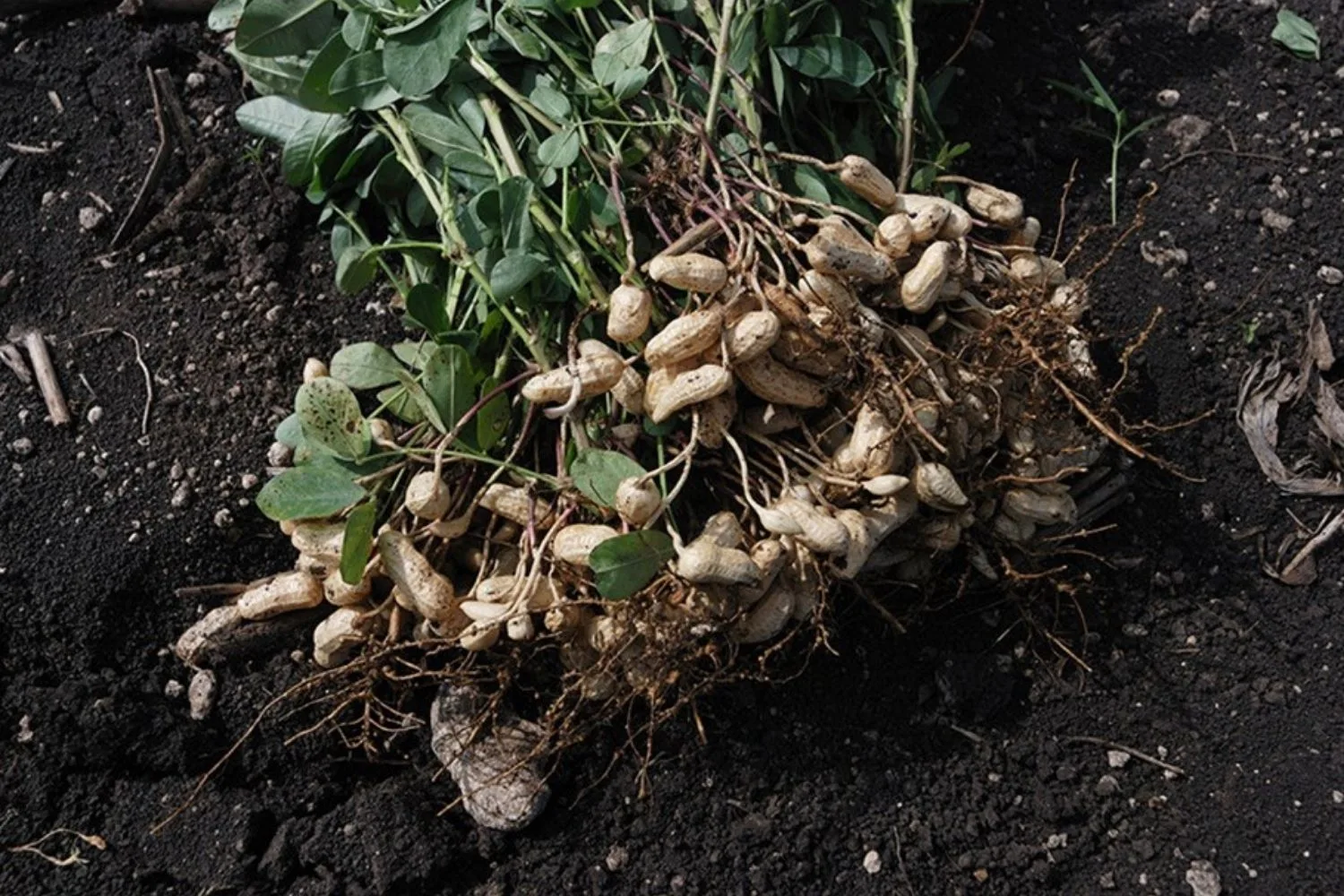 peanuts