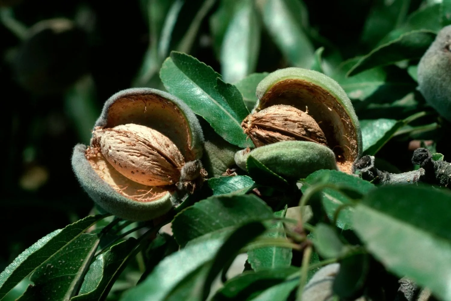 almonds