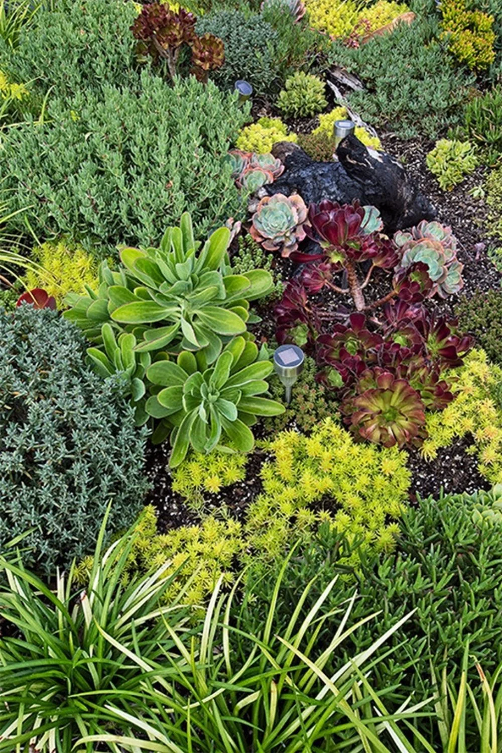 succulents