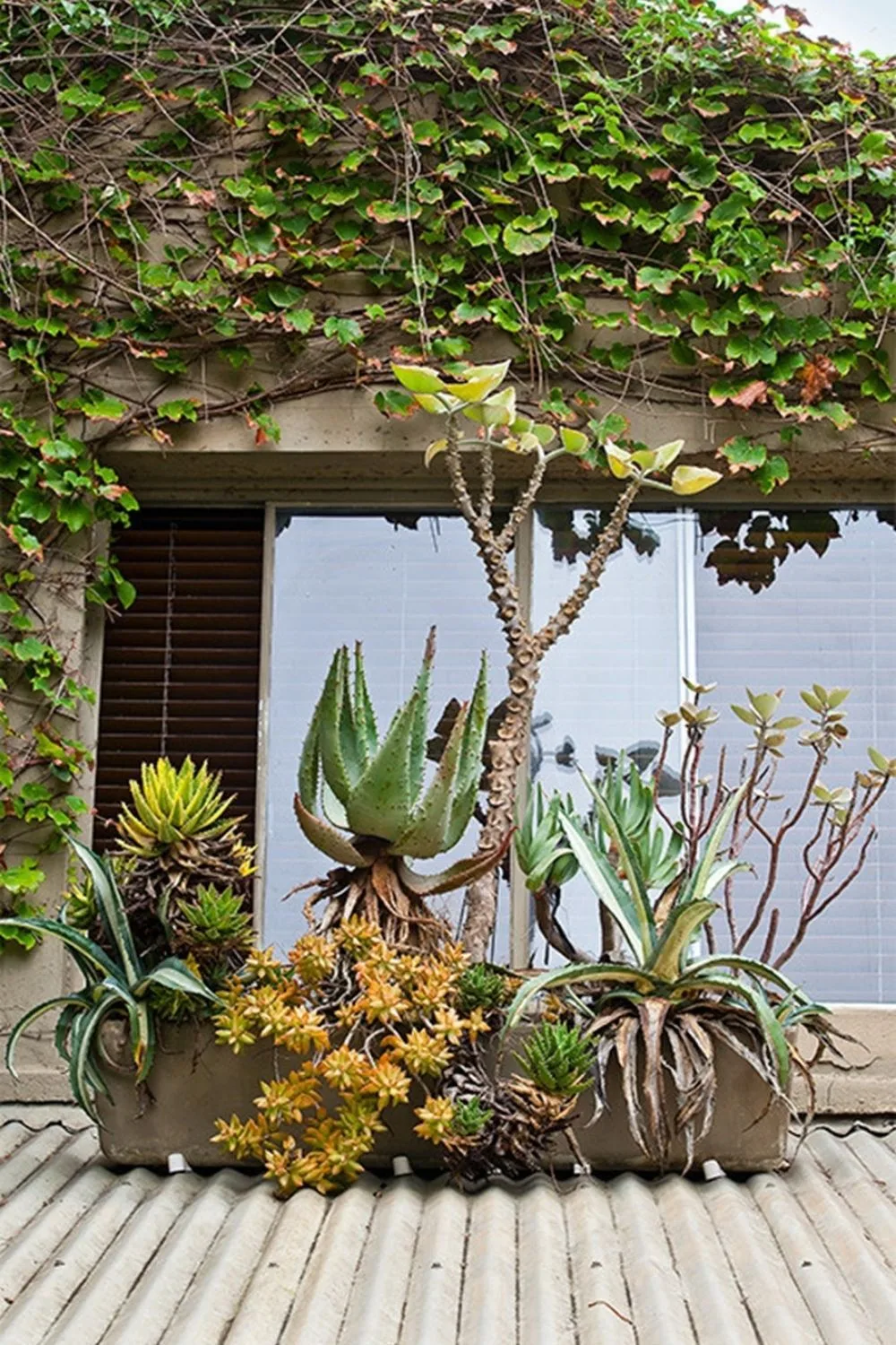 cacti planter