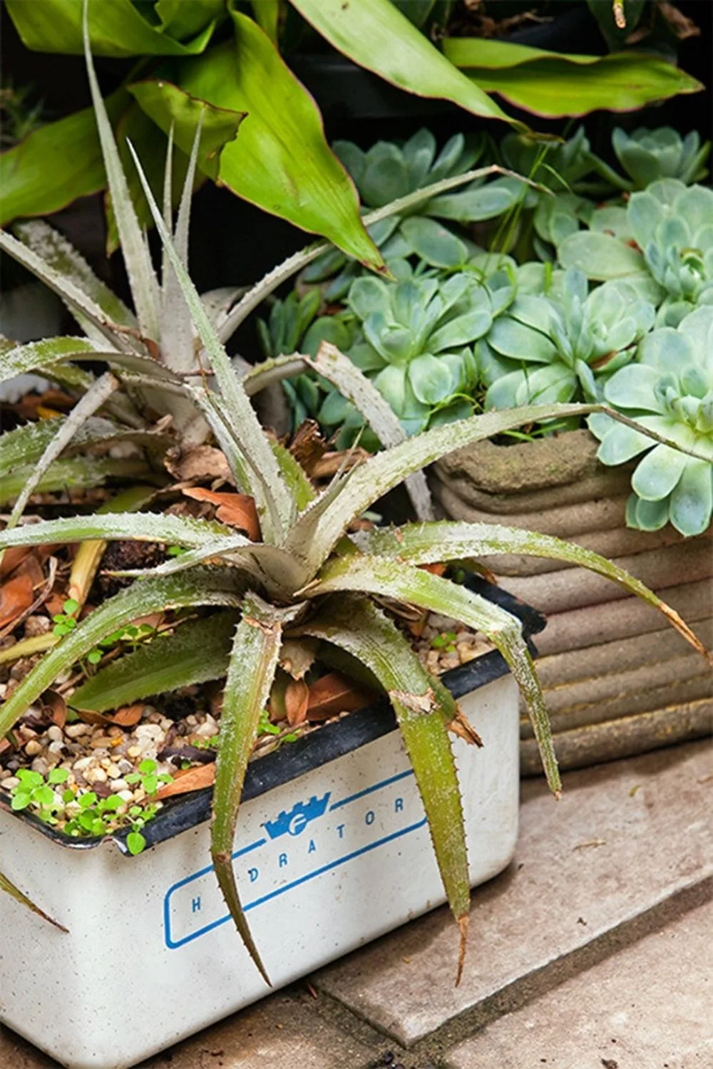 cacti