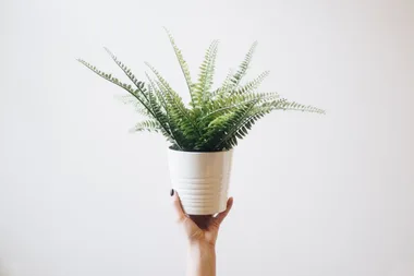 How to care for indoor ferns