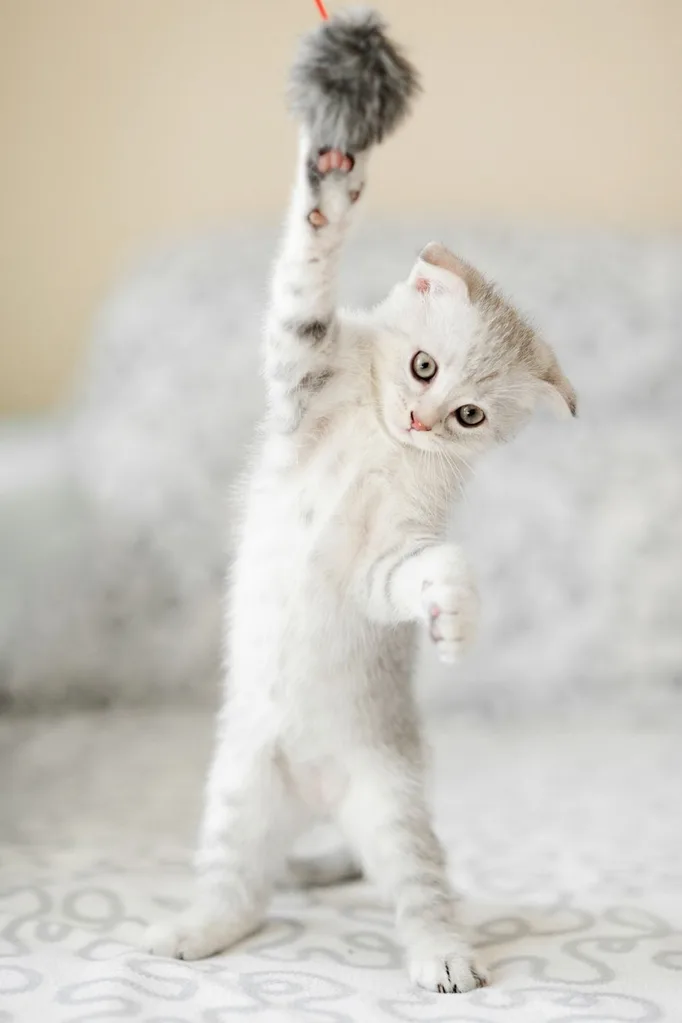 cat playing