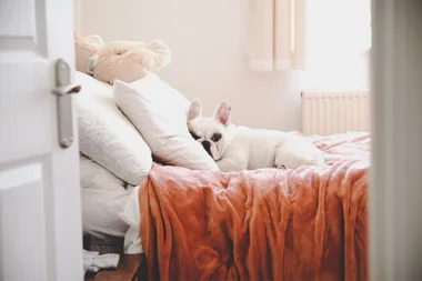 Make your home pet-friendly