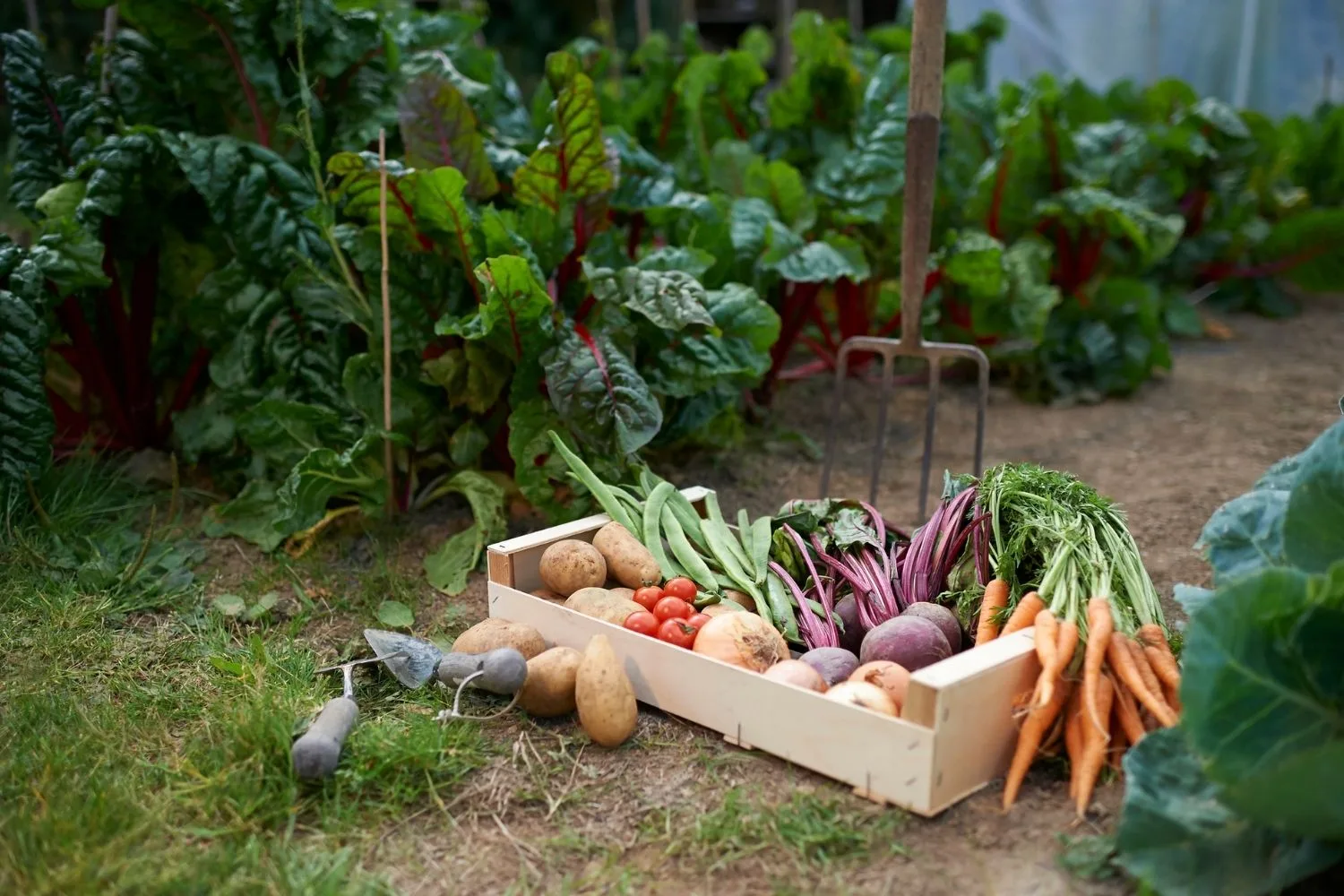 veggies in a crate