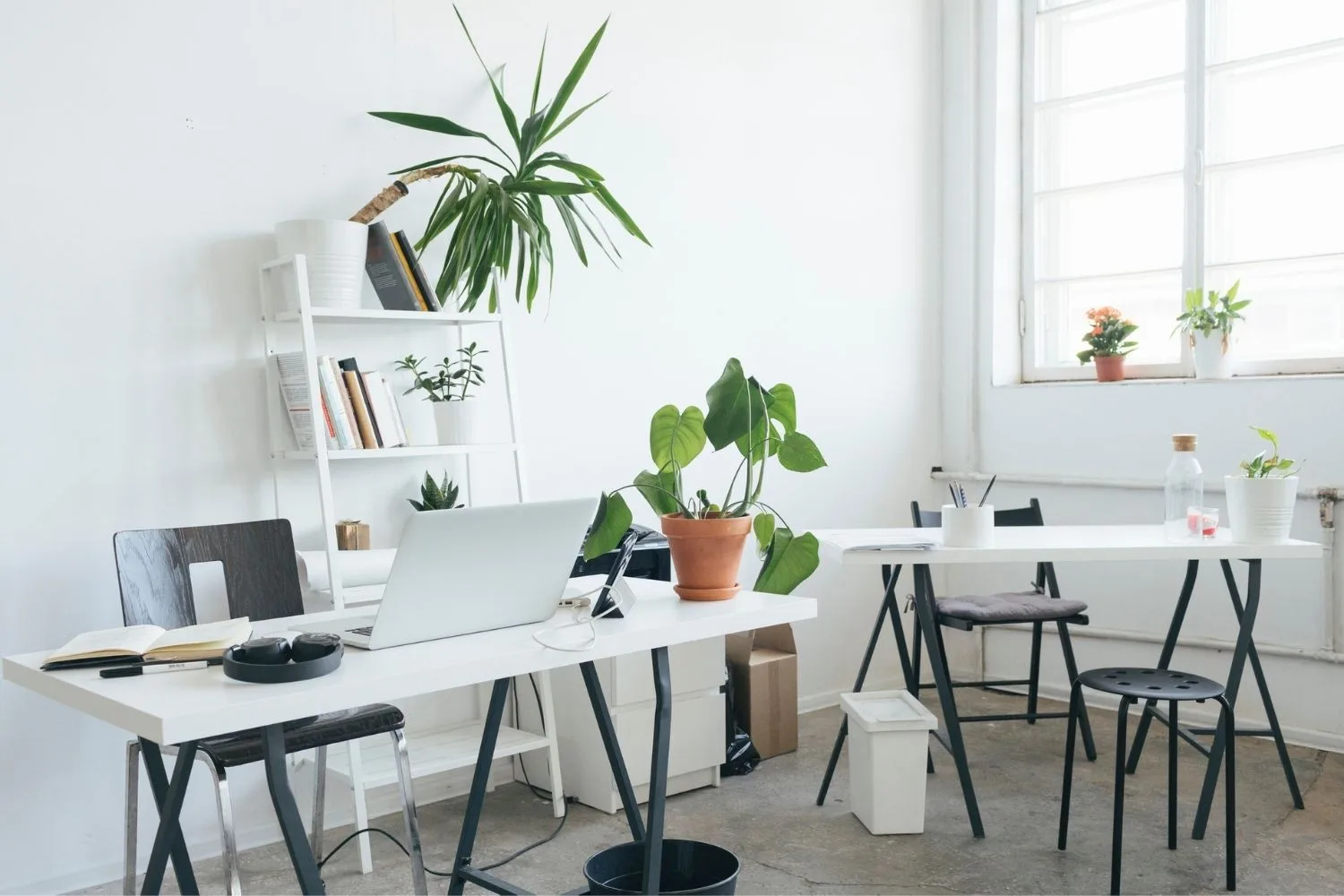 plants in office