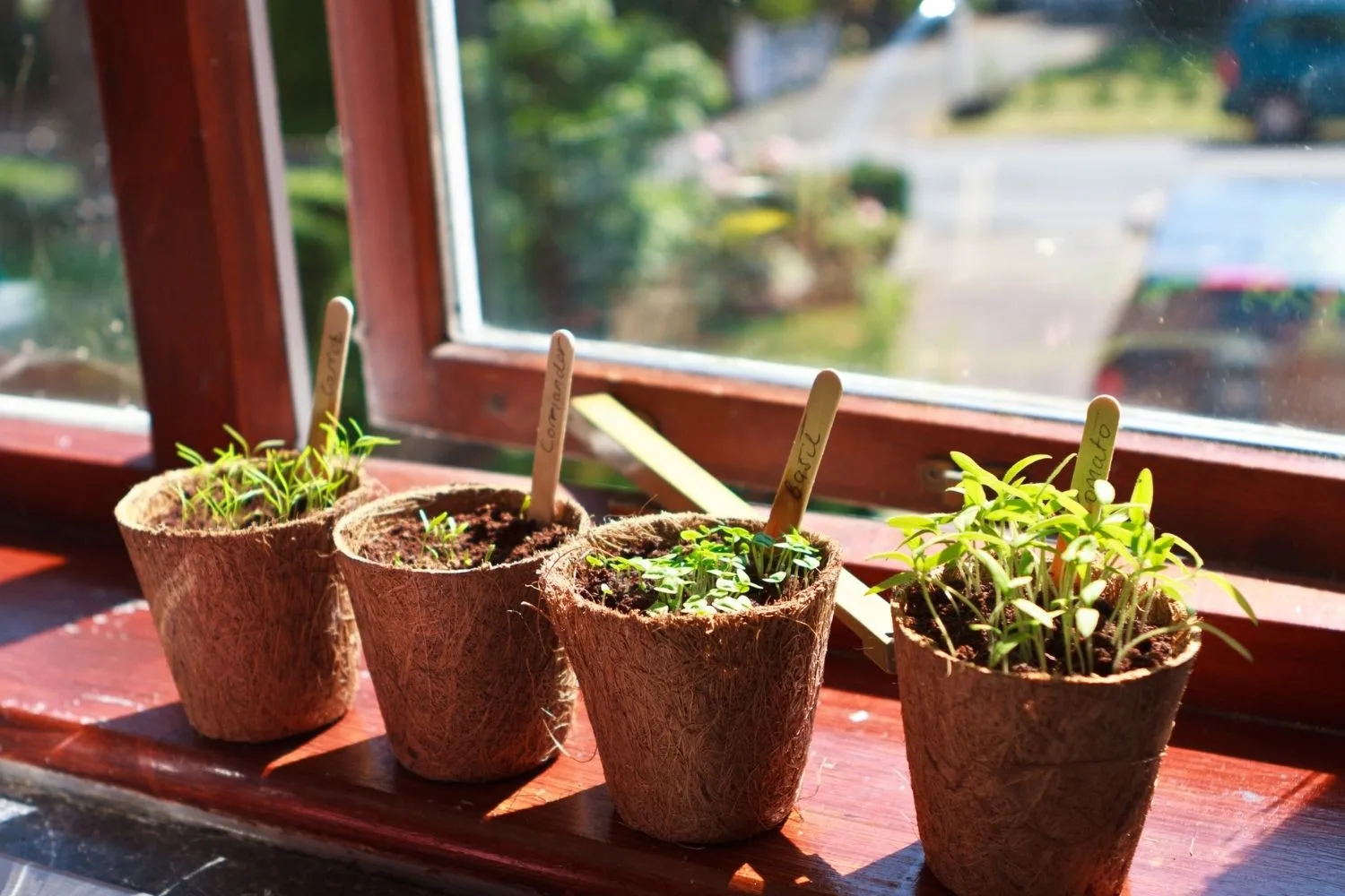 herb plants