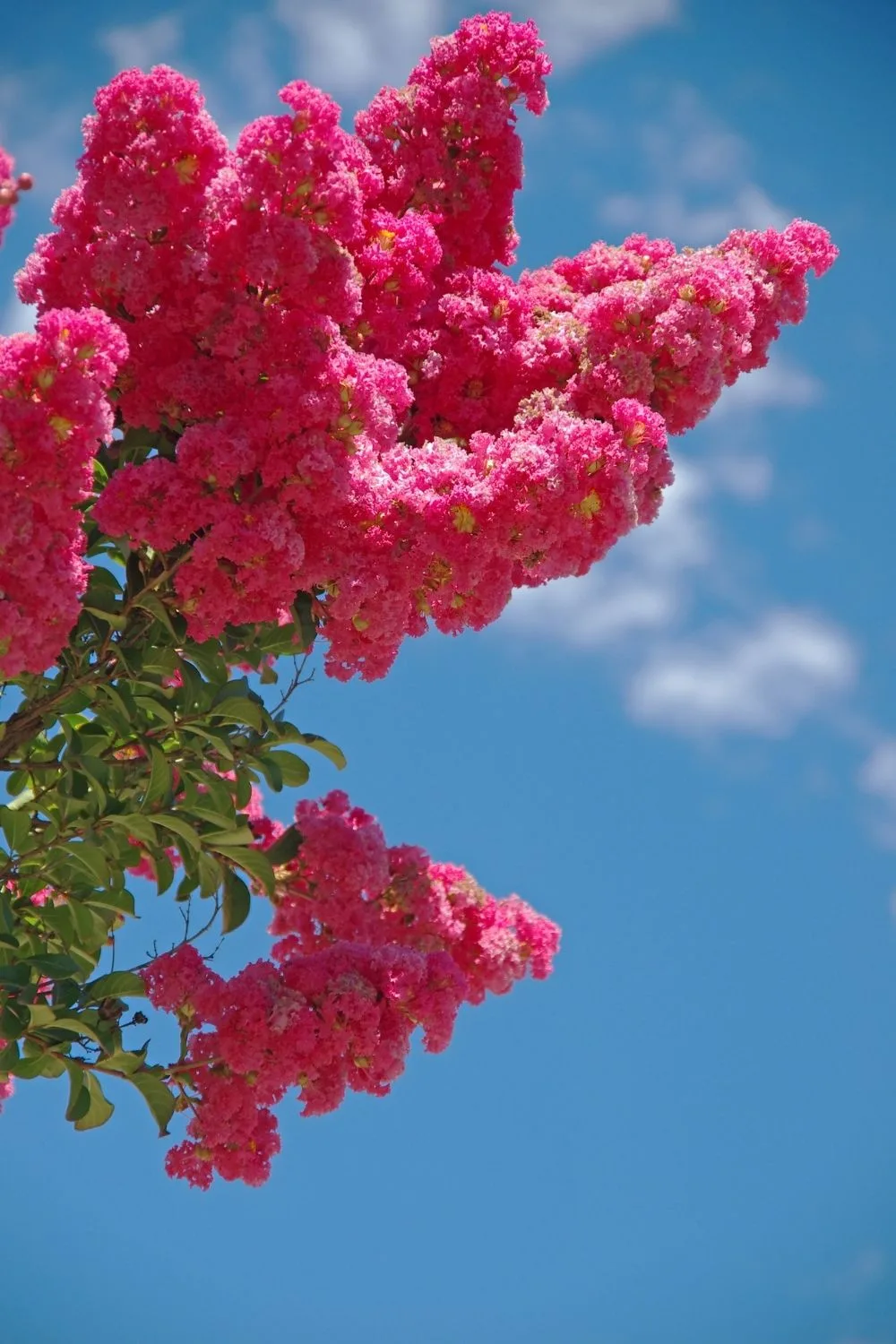 crepe myrtle tree