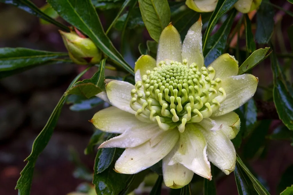 white waratah