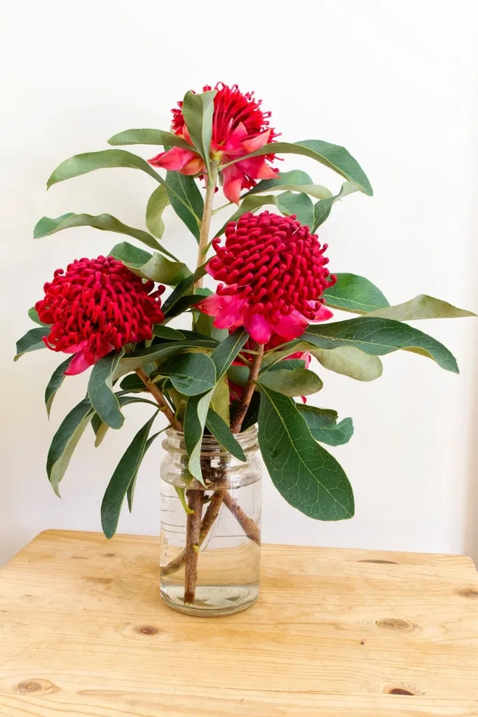 waratahs in vase
