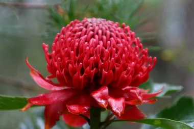 How to grow waratahs in your own garden