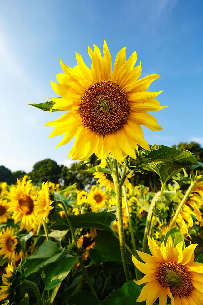 Sunflowers