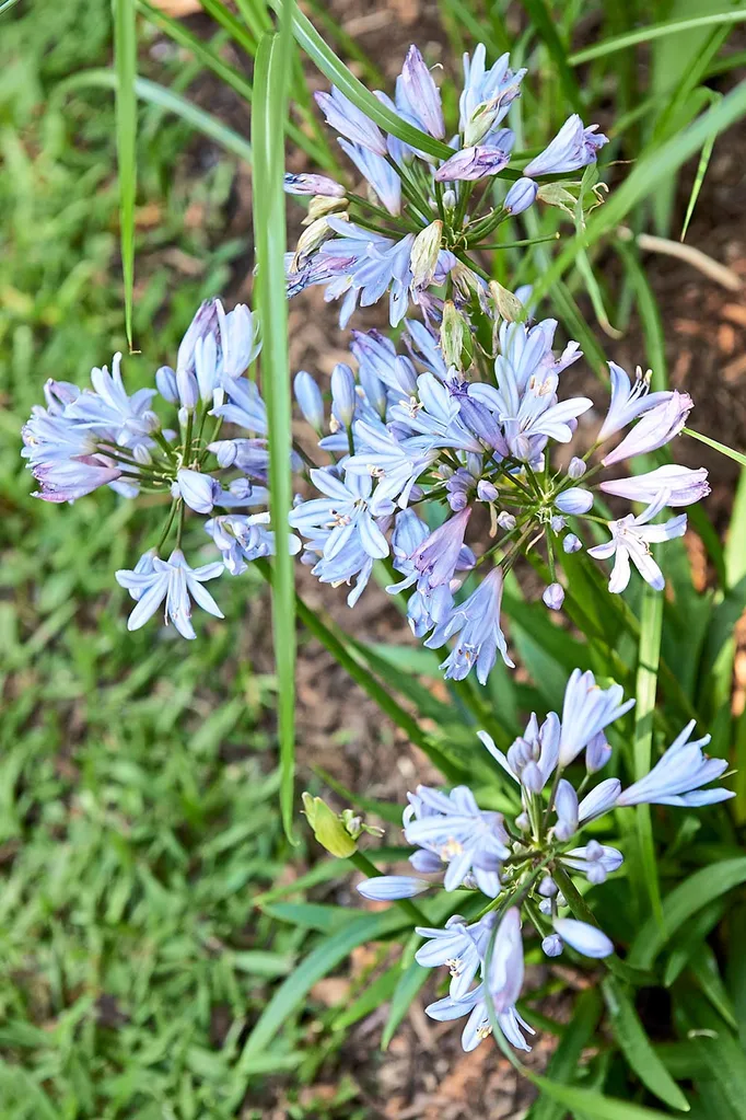 agapanthus