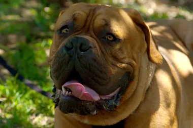 Dr Harry visits Frank, an 80kg French mastiff