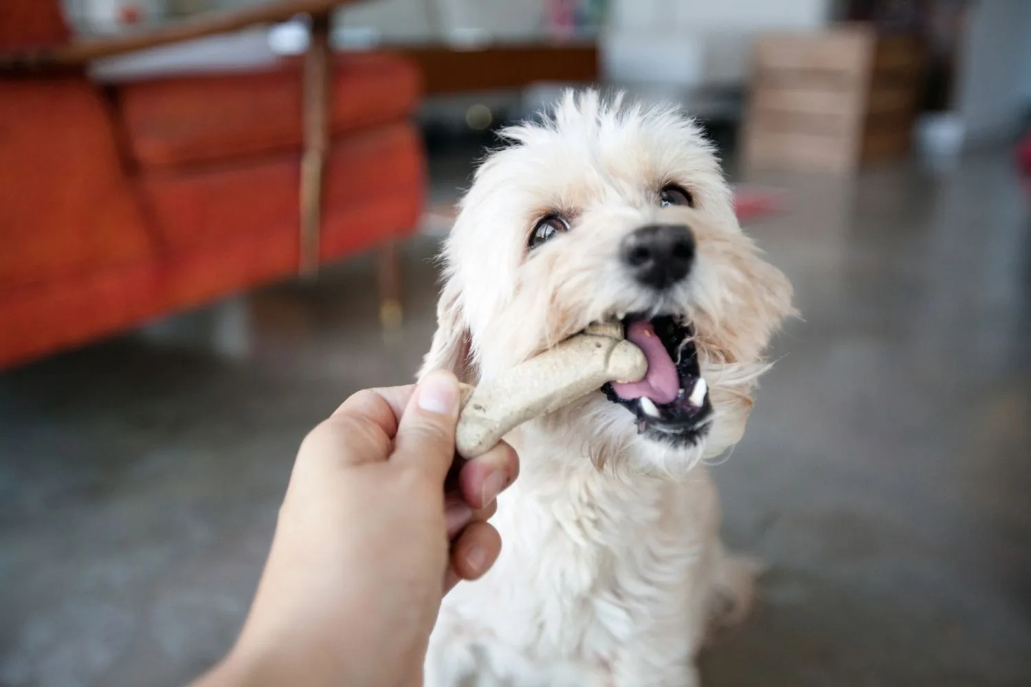 dog with treat