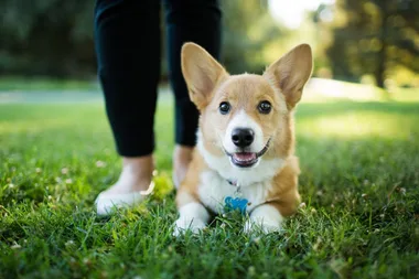 Scientific study reveals the words dogs love most