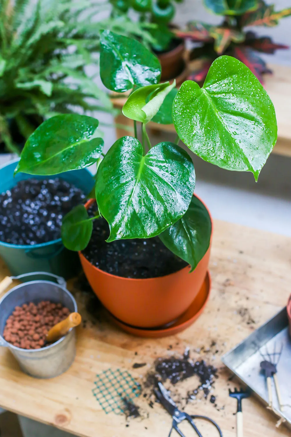 Gardening bench with indoor plant on top