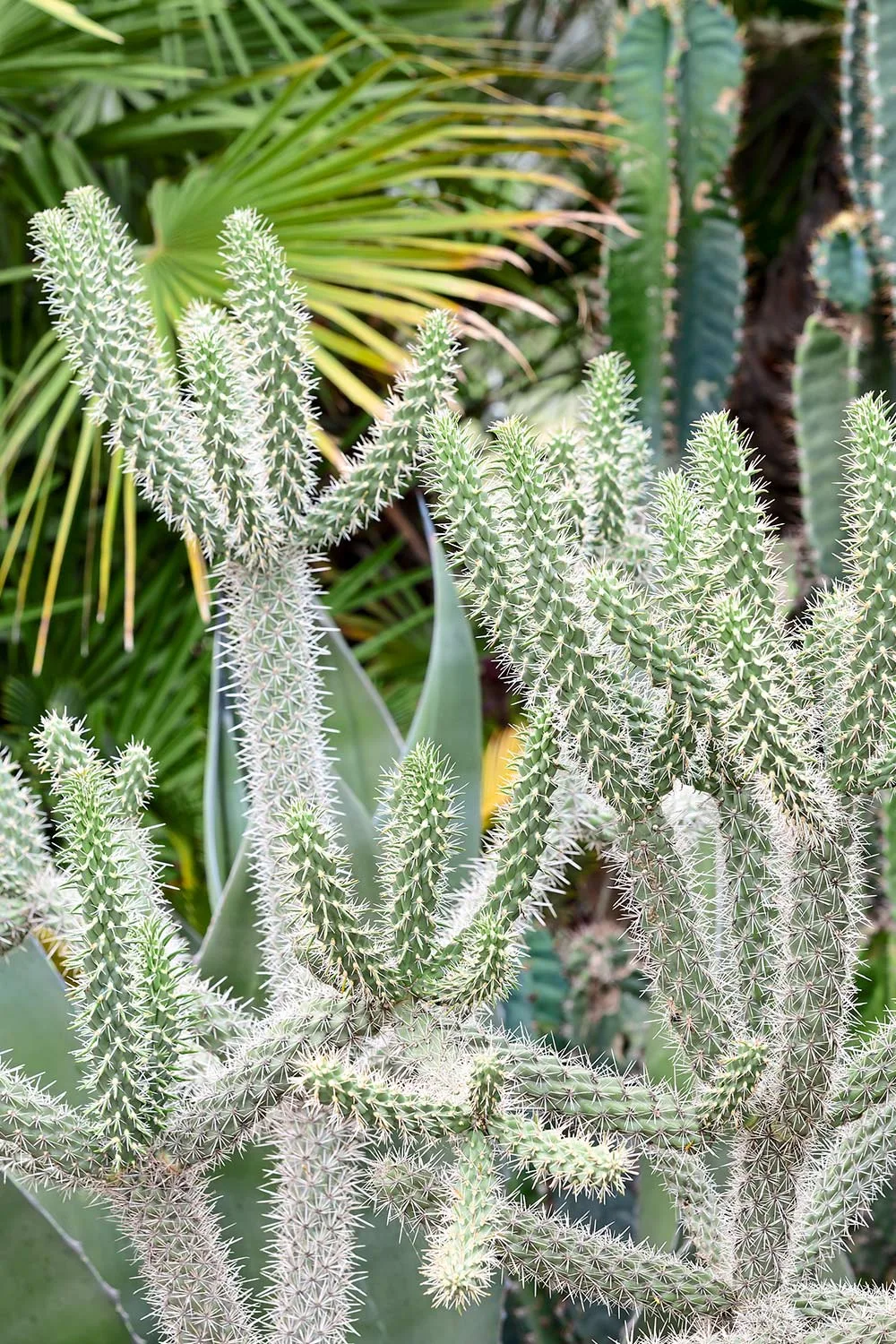 Jumping cholla