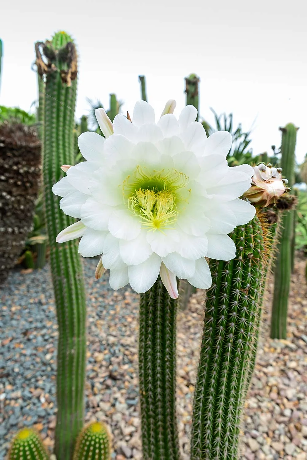 Gold torch cactus