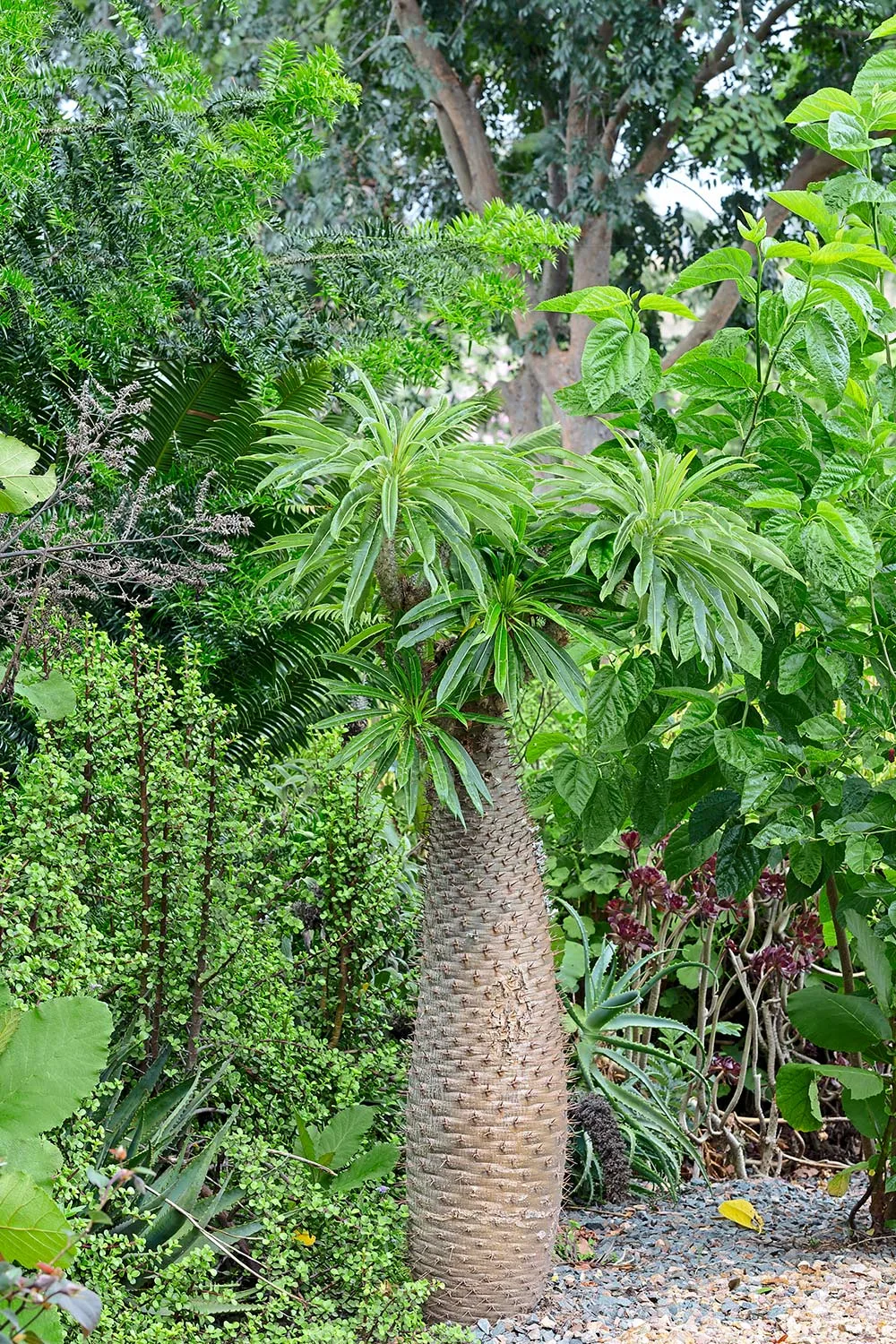 Madagascar palm