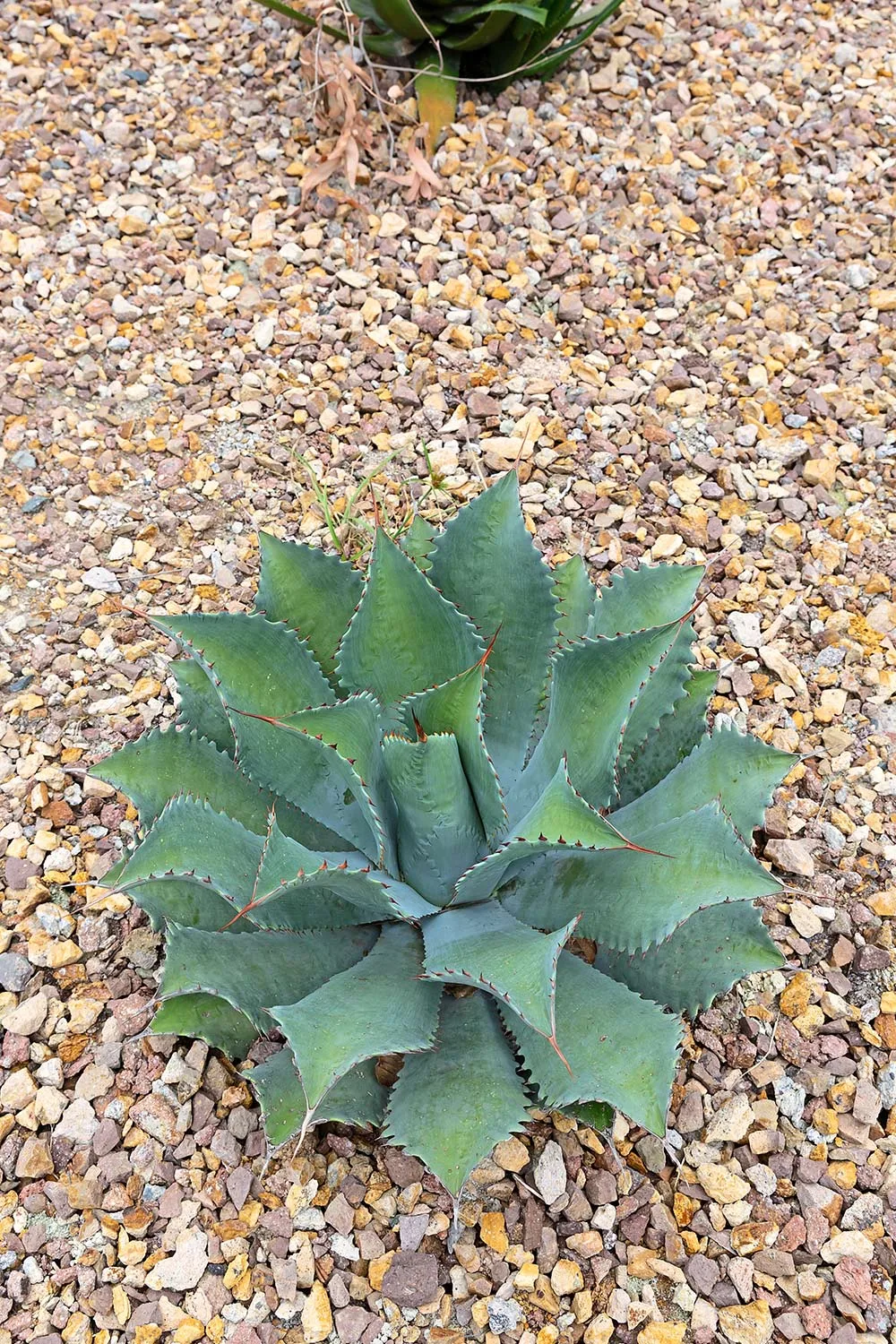 Aloe