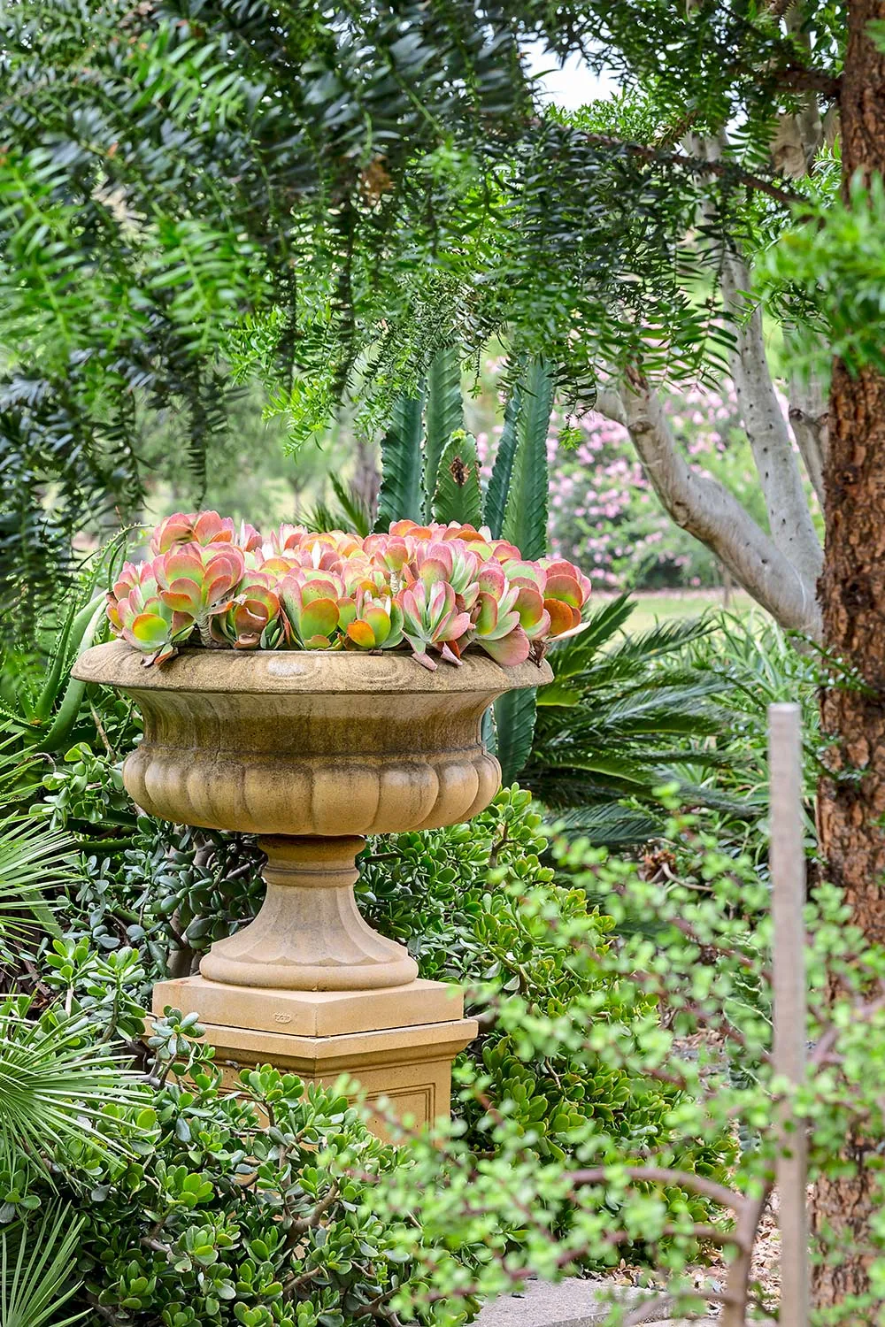 Urn with succulents