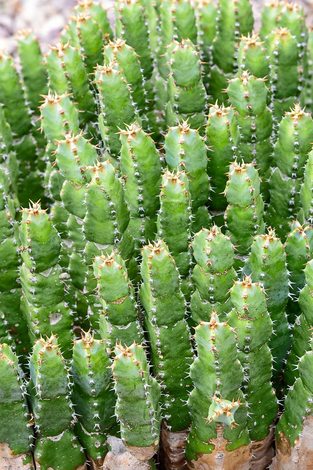 Moroccan mound cactus