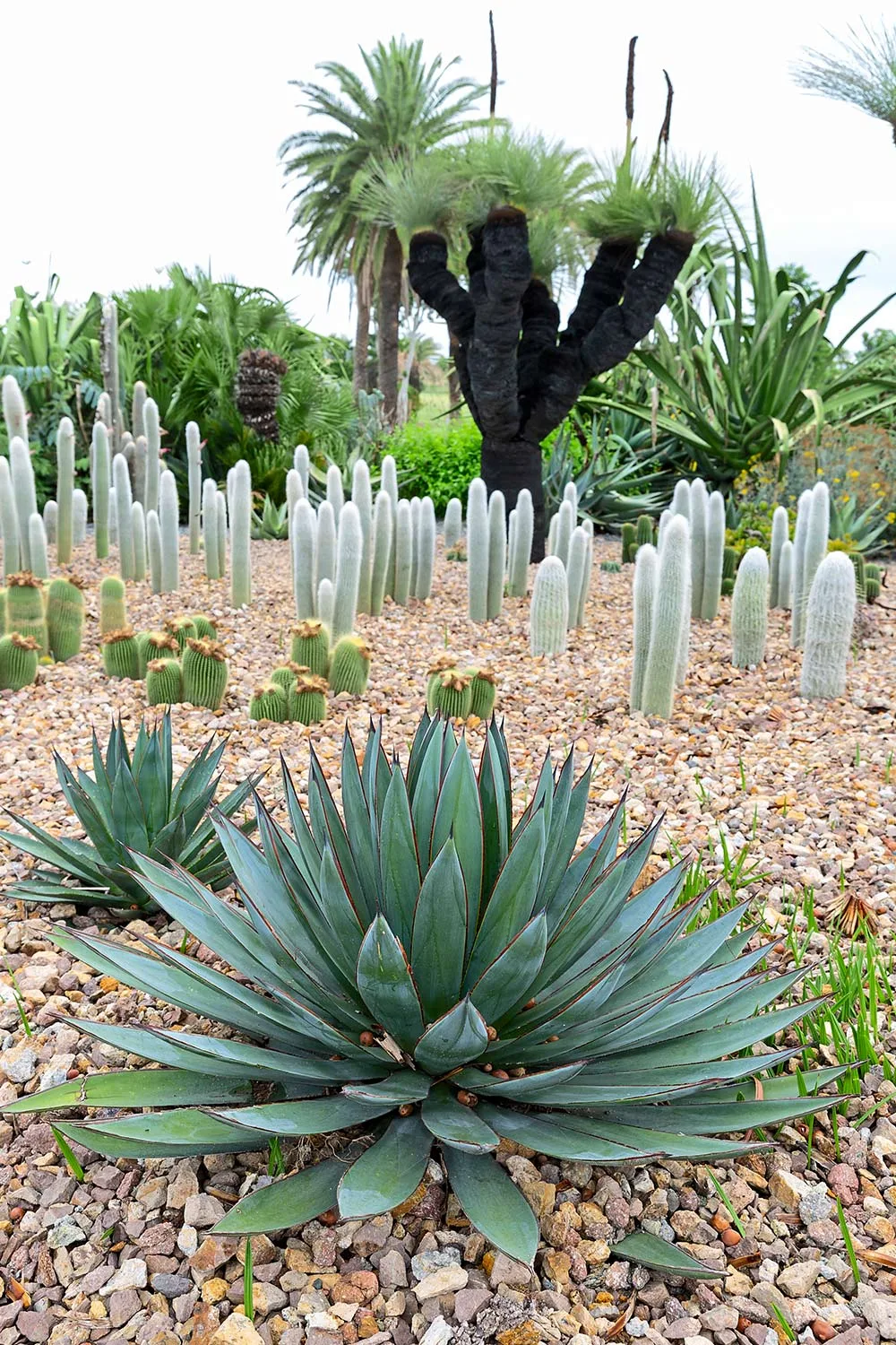 Dale Frank botanical gardens