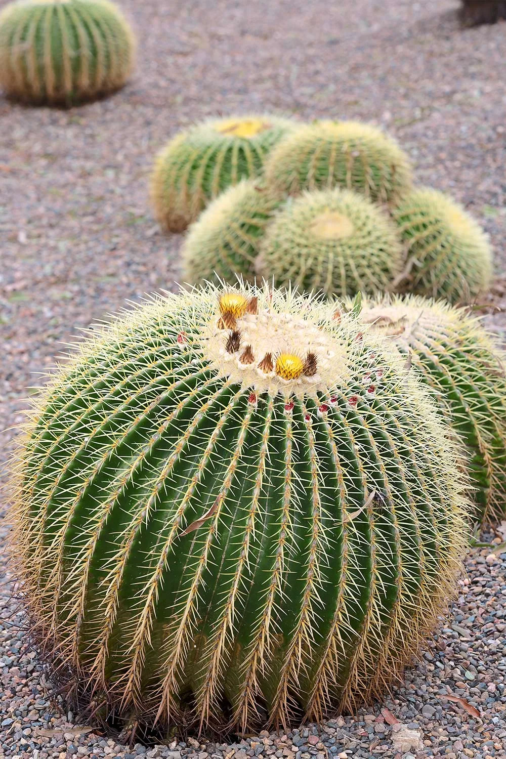 Barrel cactus