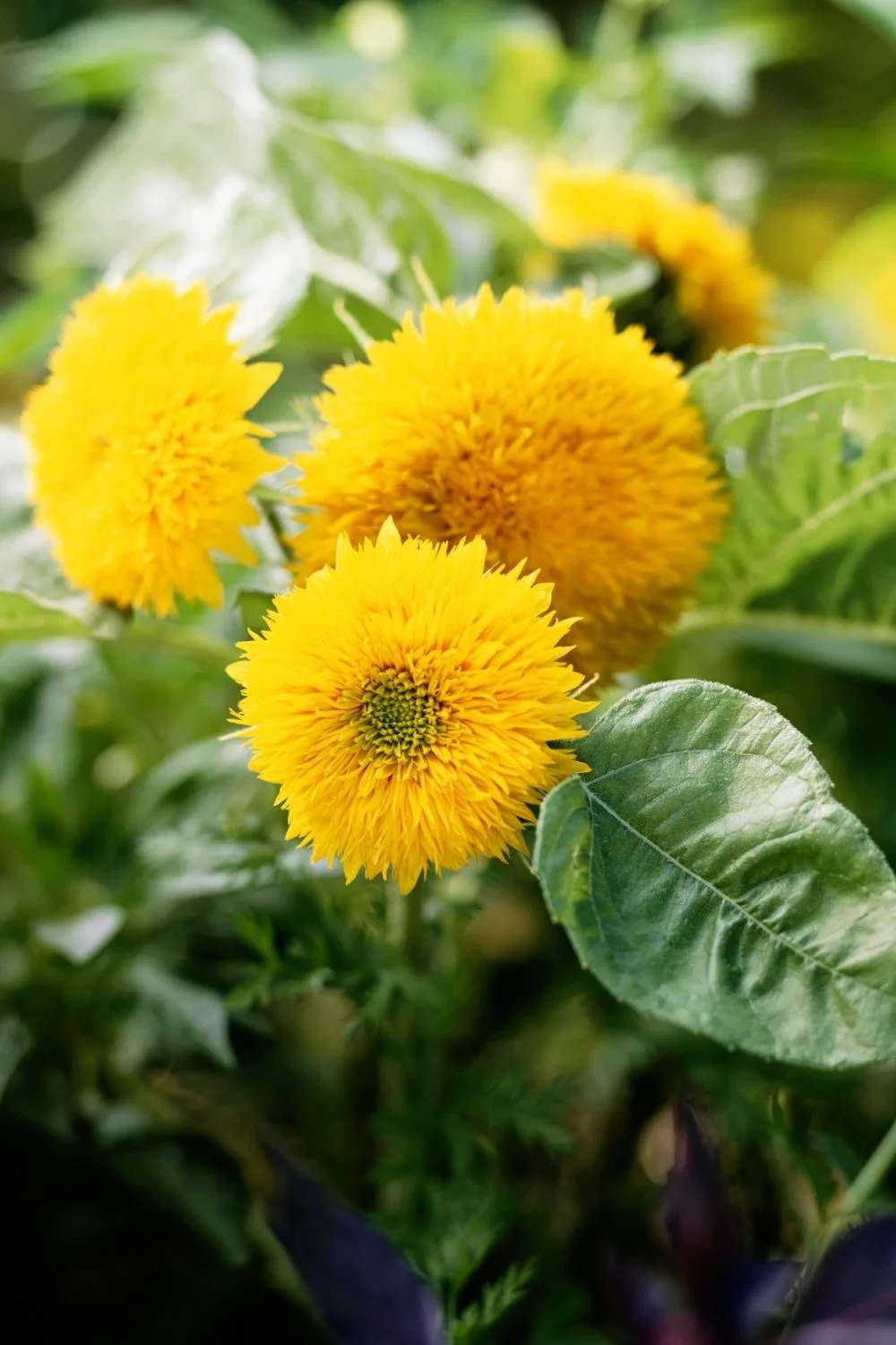 Teddy bear sunflowers