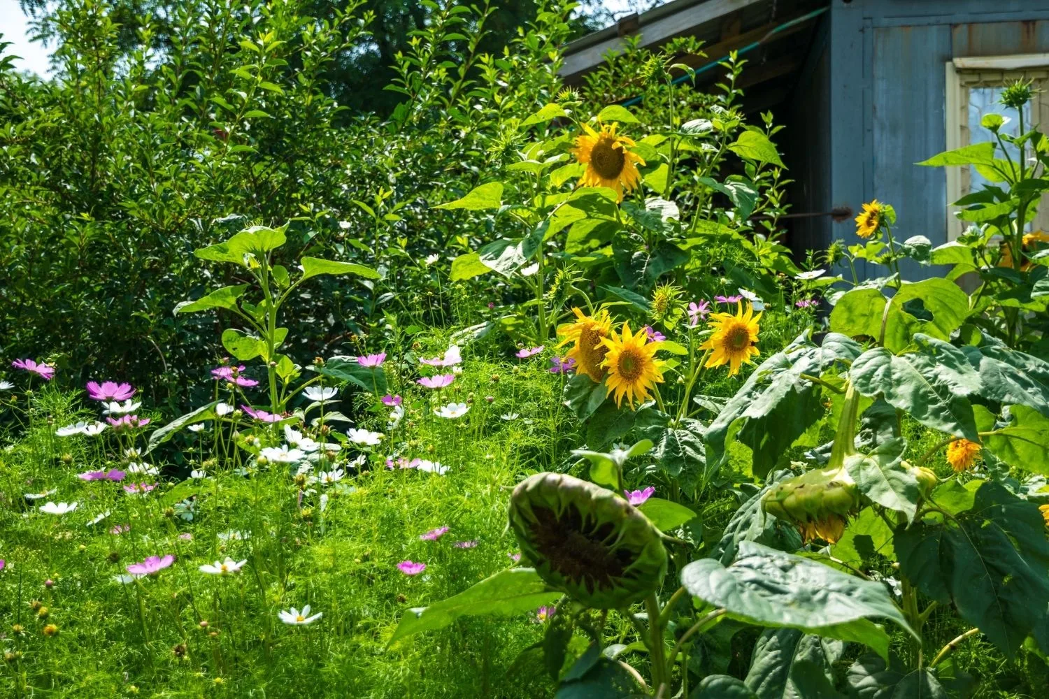 Cottage garden with sunflowers
