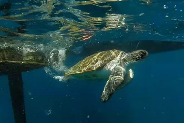 Dr Harry visits the Dolphin Marine Conservation Park