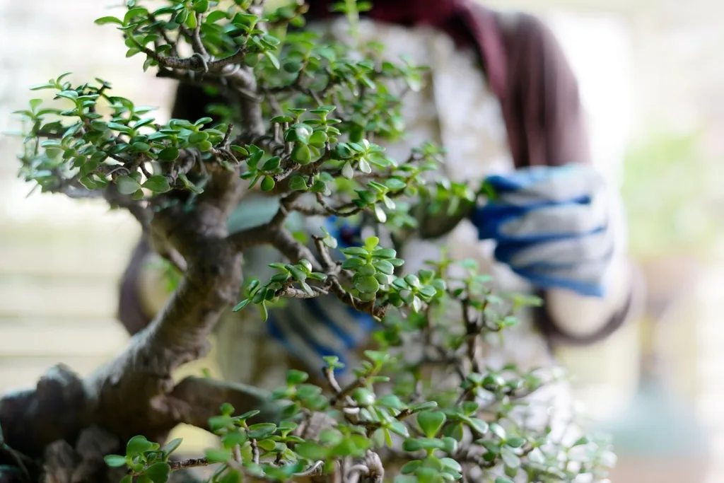 bonsai tree