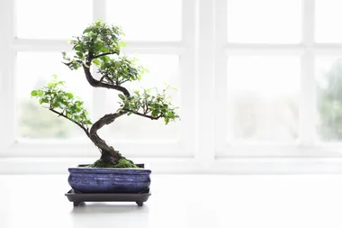 How to grow bonsai trees