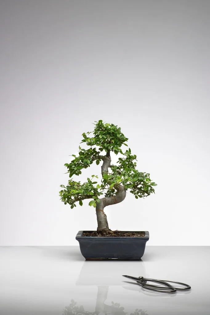 bonsai tree