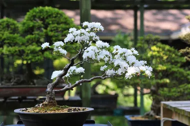 How to look after your bonsai