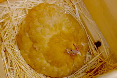 Dr Harry visits Cowboy the moody hen
